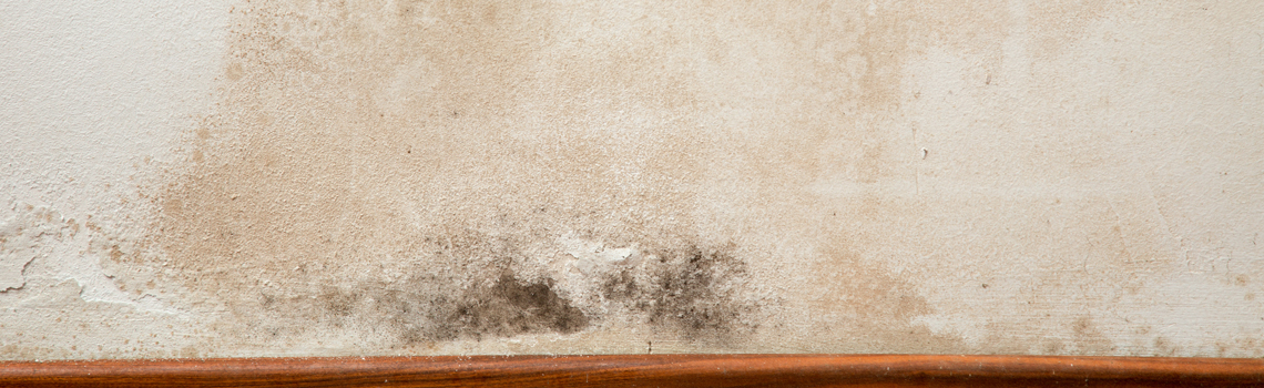 Mold Remediation Mold Remediation