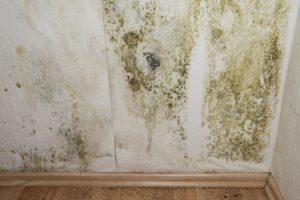 How Do I Prevent Mold In My Basement?