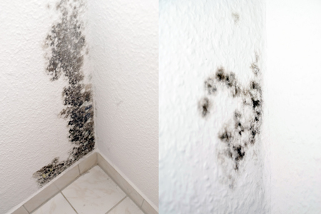 What Can I Do If I Have Mold In My Apartment?