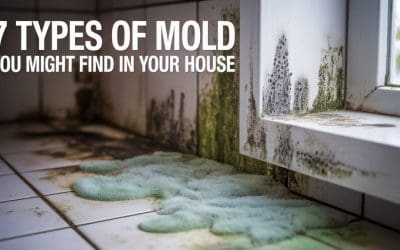 7 Types of Mold You Might Encounter in Your House