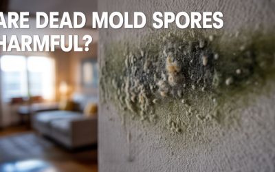 Are Dead Mold Spores Harmful?