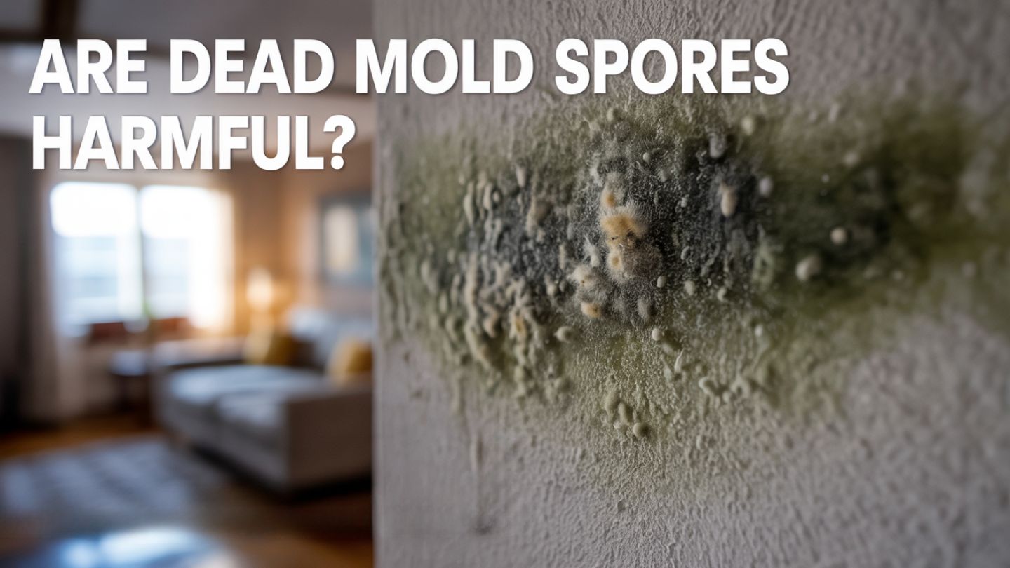 Are Dead Mold Spores Harmful?