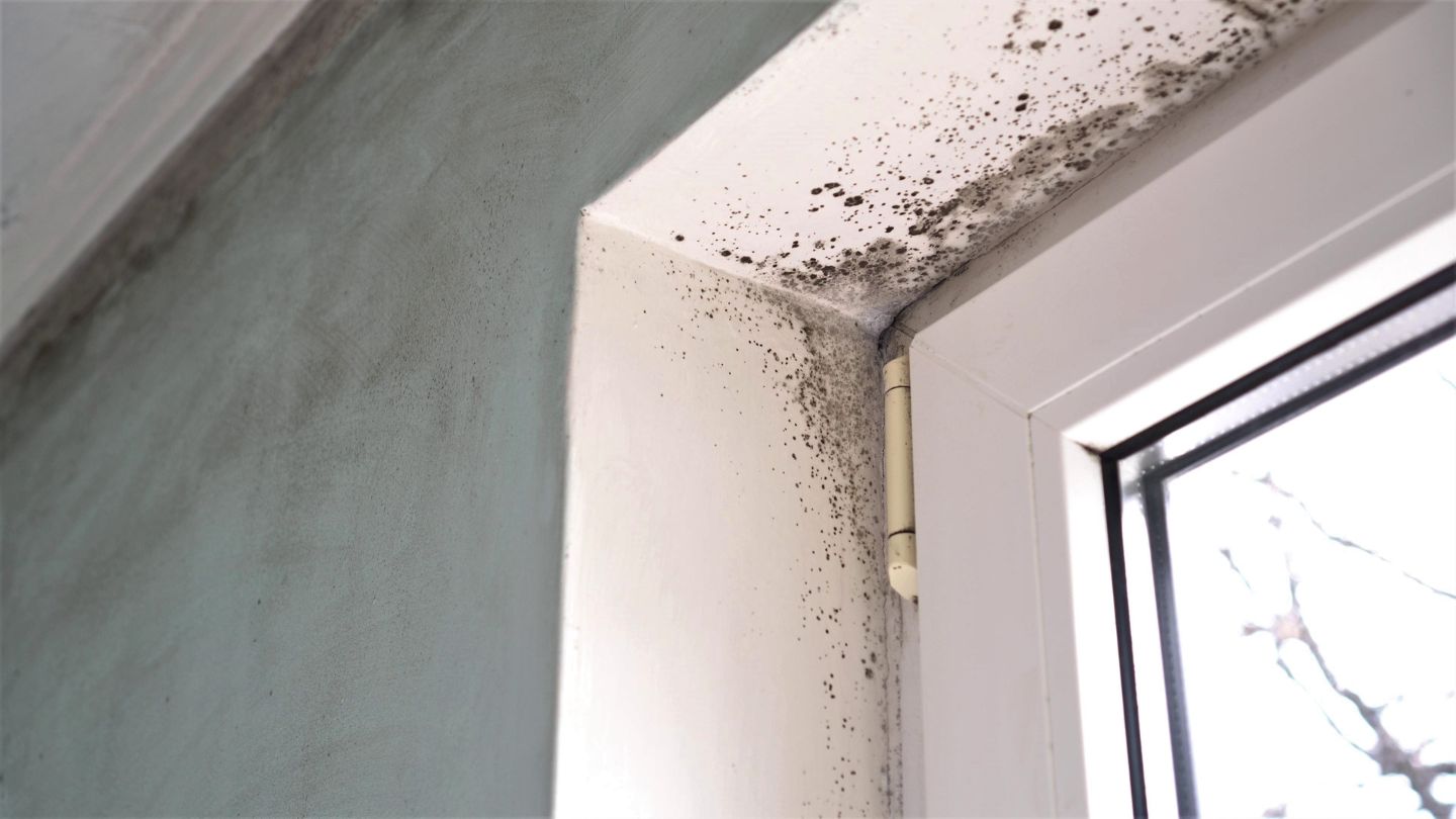 Are Dead Mold Spores Dangerous to Breathe?