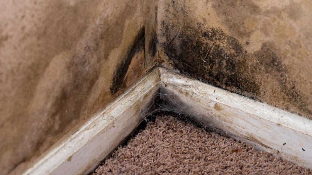 Identifying Different Types of Mold in Homes