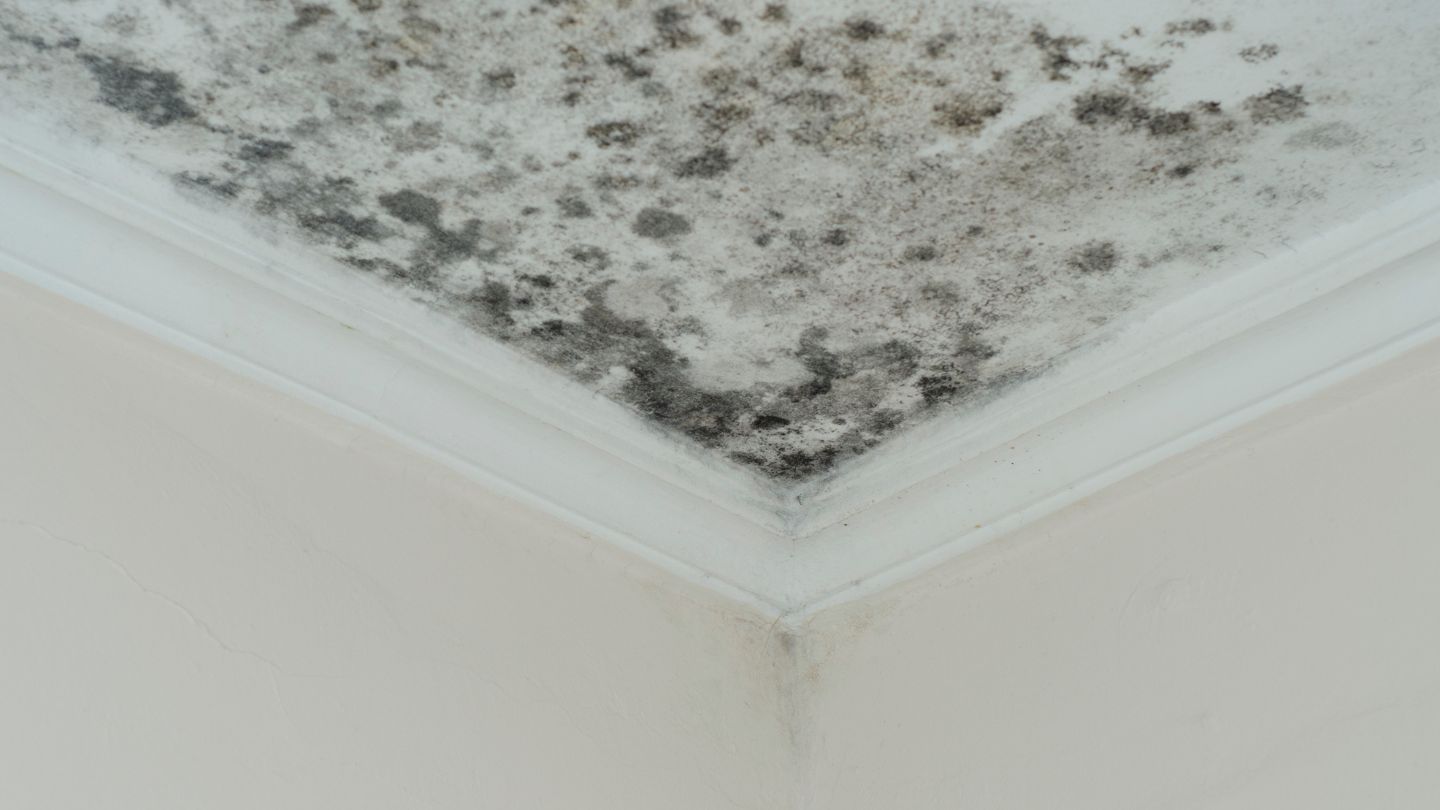 Preventing Future Mold Contamination