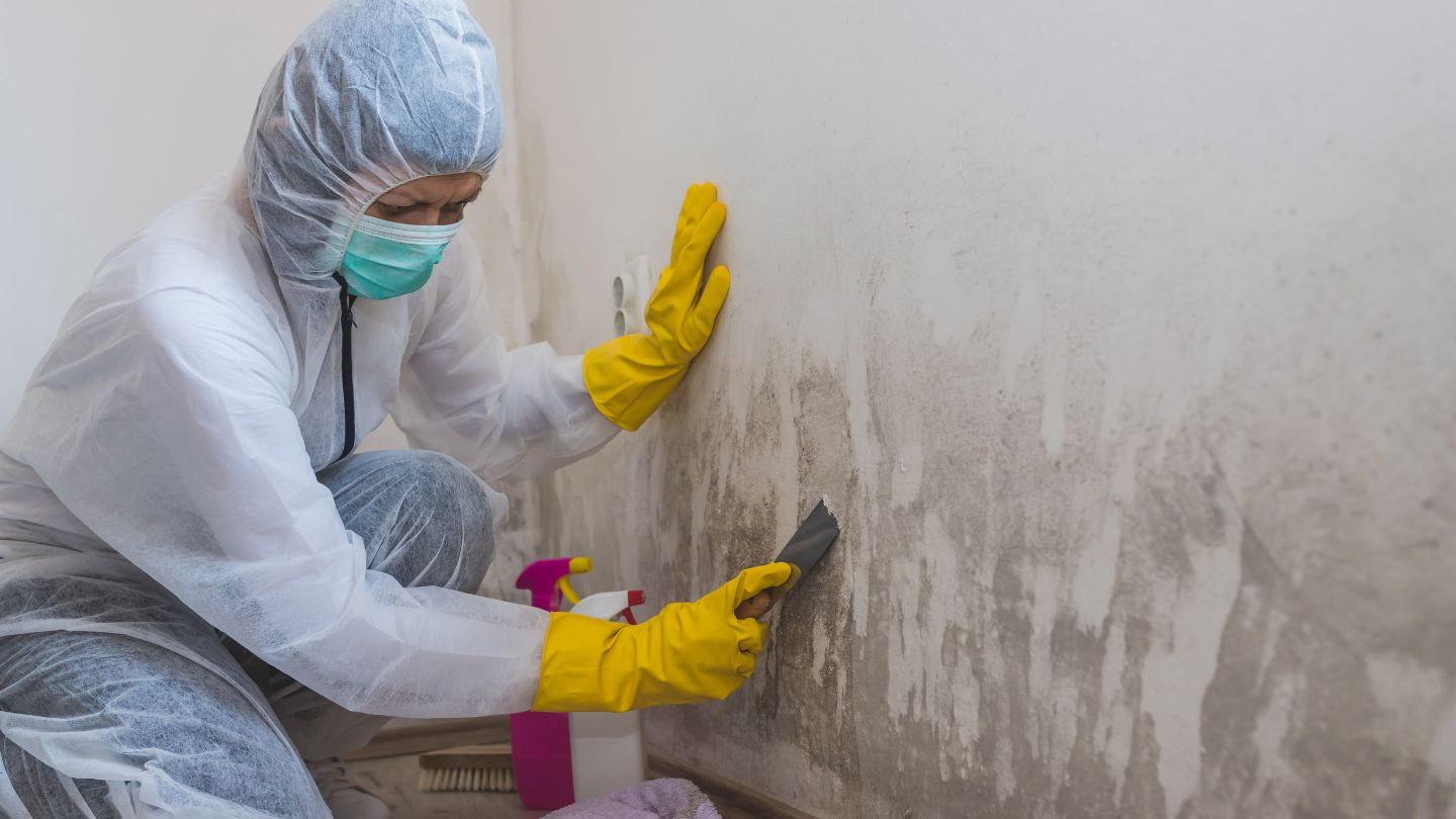 When to Seek Professional Mold Remediation