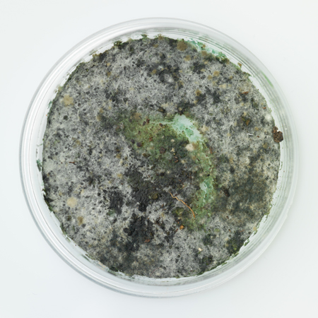 Top 7 Areas Mold Is Growing In Your Home!