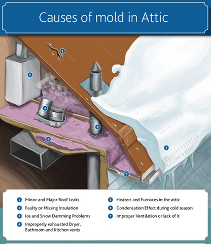 Top 4 Reasons Mold Grows In Your Attic!