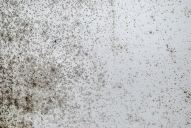 Signs of Black Mold Growth