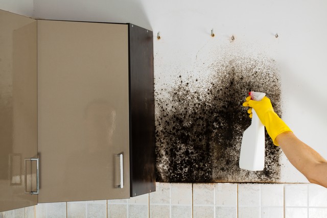 10 Clues You Called An Inexperienced Mold Removal Contractor!