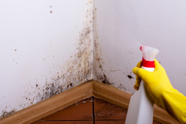 Are Dead Mold Spores Dangerous, Does Bleach Kill Mold In Basement