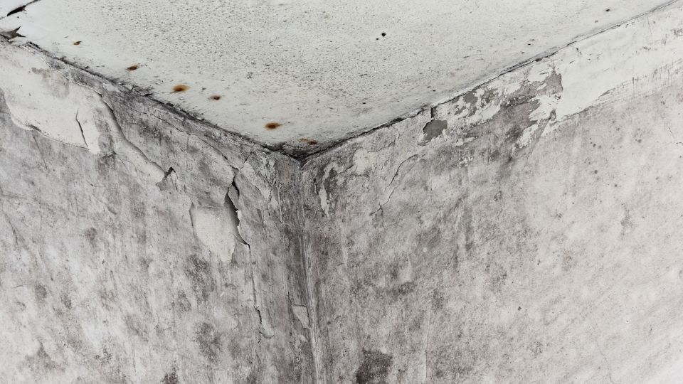 What Helps Mold Spread Through Your Home?