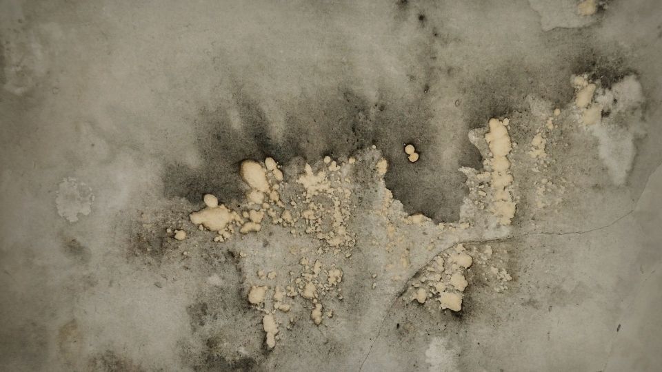 7 Types of Mold You Might Encounter in Your House