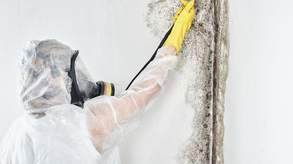 Stop Struggling with Mold Removal: A Step-by-Step Guide