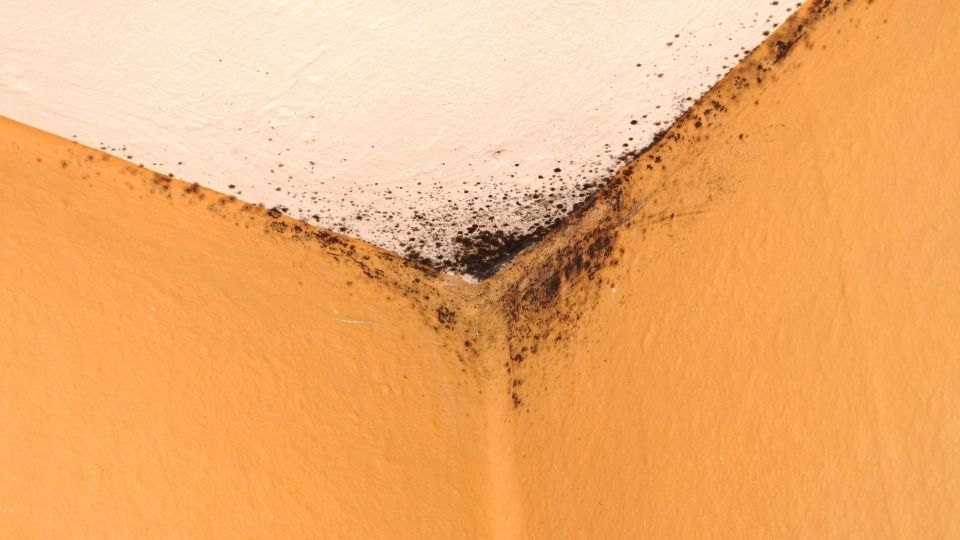8 Ways to Tell if Your House Has Mold in It