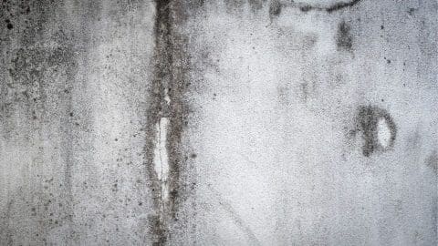 What Does Black Mold Smell Like? | Mold-B-Gone