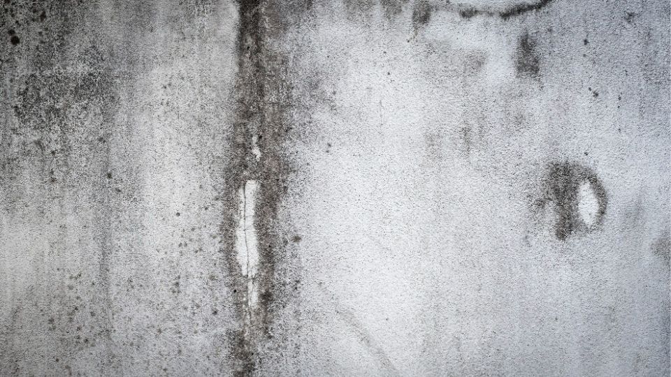Does Black Mold Have a Distinct Smell?