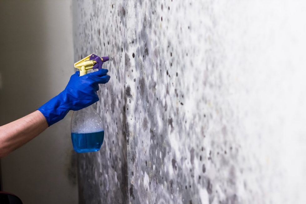 Are Mold and Mildew the Same Thing? Not Quite!