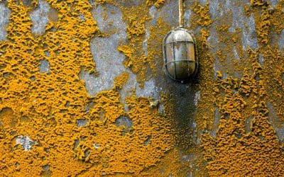 What Is Orange Mold and Is It Dangerous?
