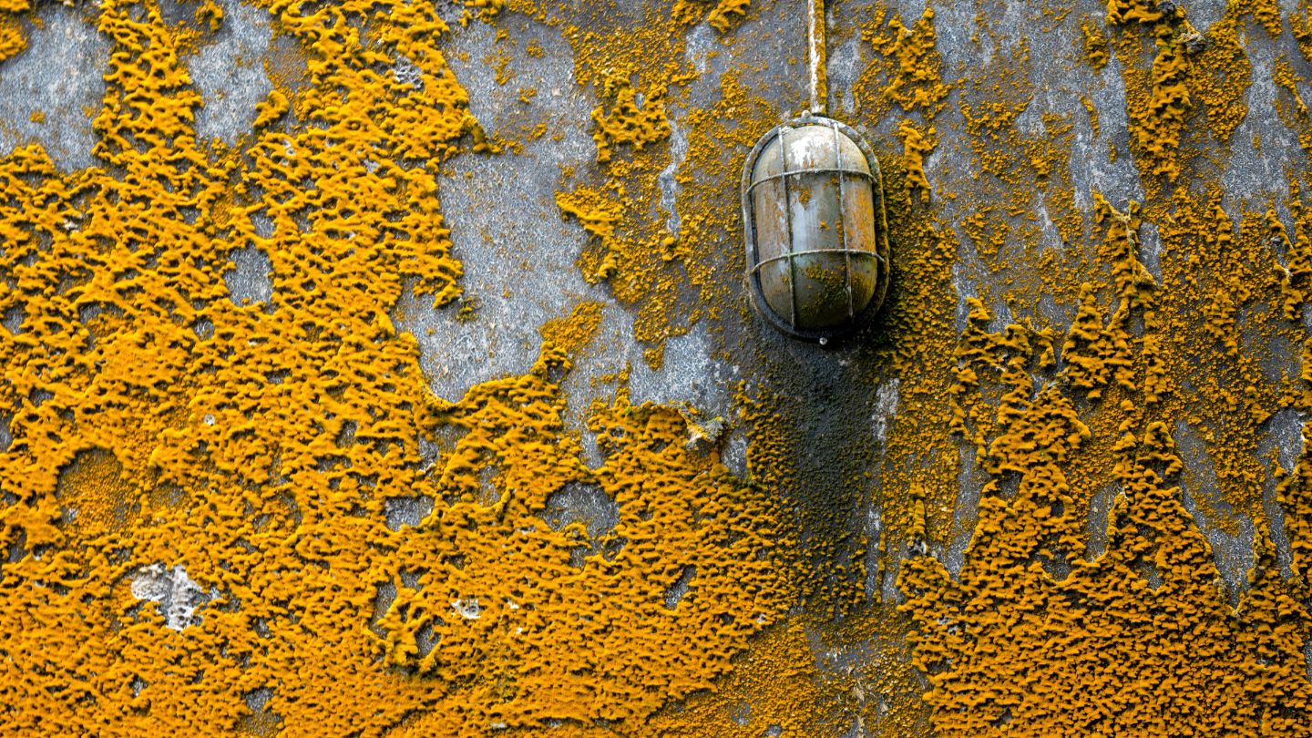 What Is Orange Mold and Is It Dangerous? What Is Orange Mold and Is It Dangerous?