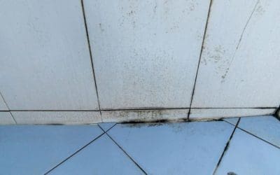 Why Is Mold Growing in My Toilet?