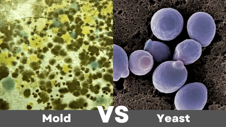 Mold vs. Yeast: What’s the Difference?