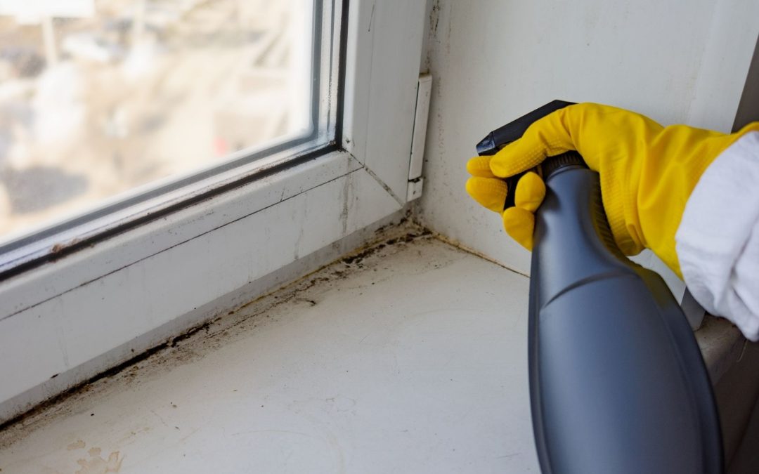 Should You Use Bleach to Eliminate Mold?