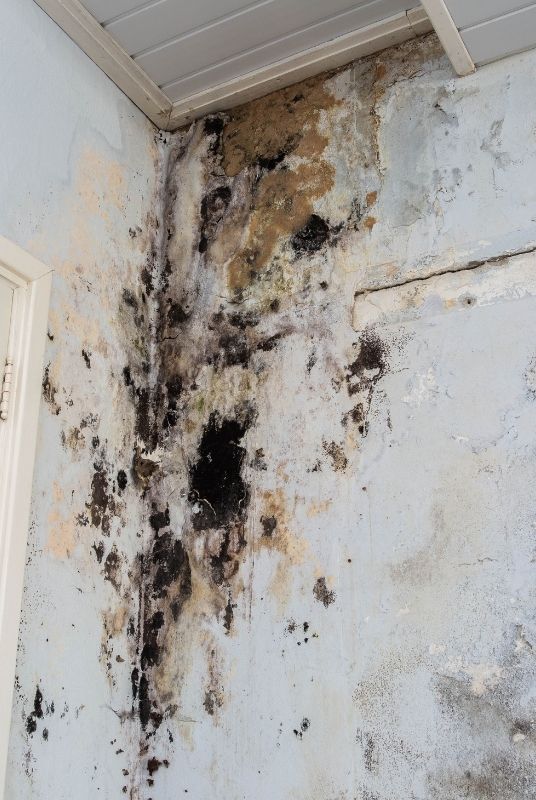 Severe Wall Mold<br />
