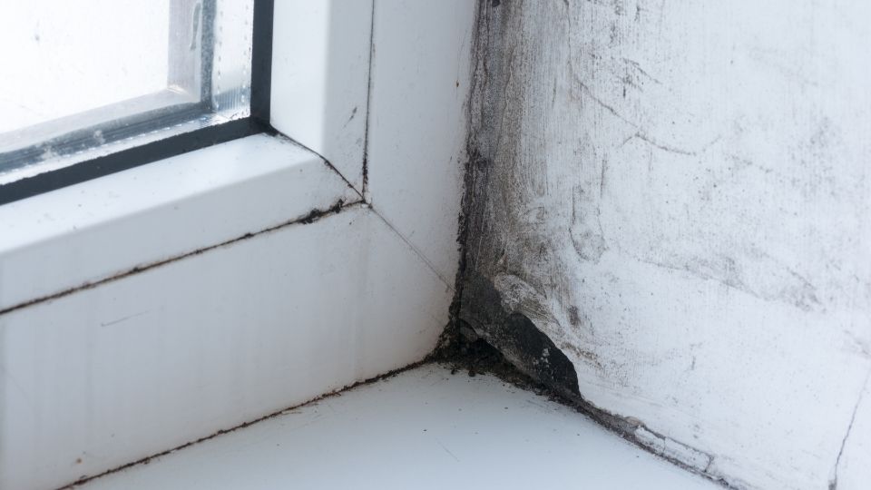 What to Know About Mold in Windows: How to Prevent it?