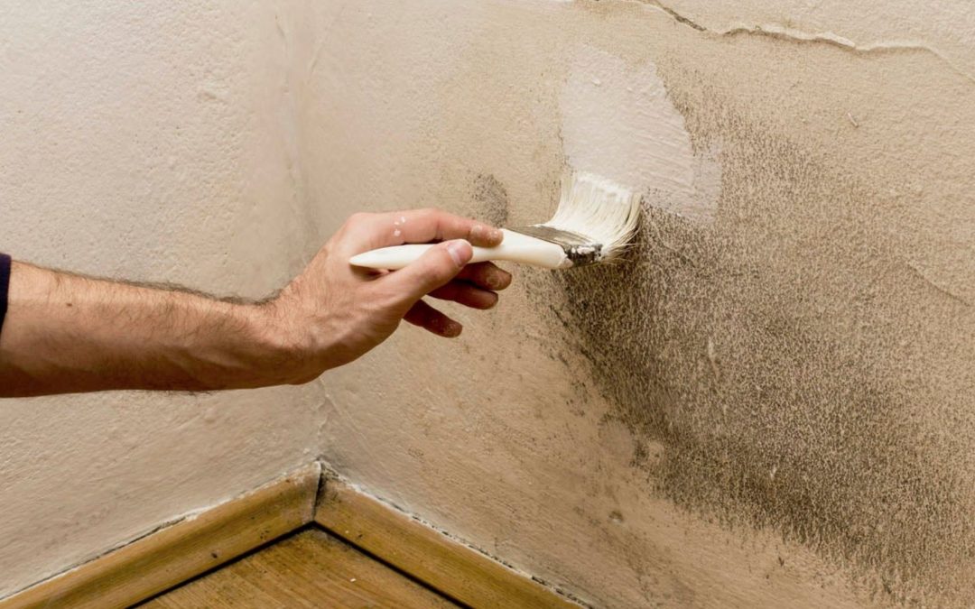 Can I Paint Over Mold: What Should You Take Care and Understand