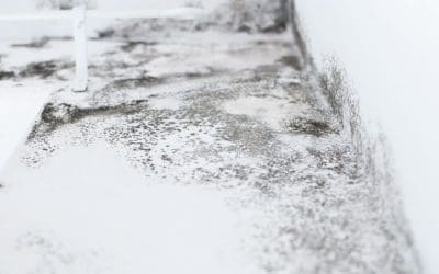 Mold Exposure and Digestive Problems: What You Need to Know