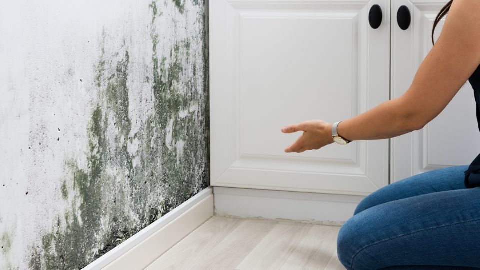 Mold Truth: Does Mold Die When It's Dry?