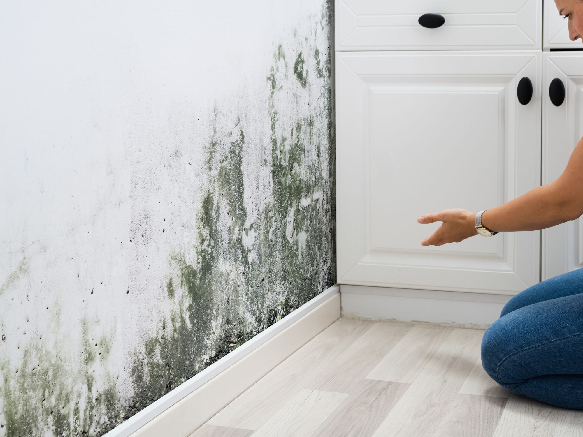 Are Mold and Mildew the Same Thing? Not Quite!