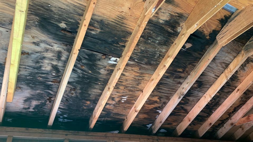 How to Remove Mold from Wood: Expert Tips and Tricks