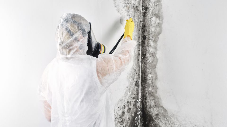 Mold Remediation Services