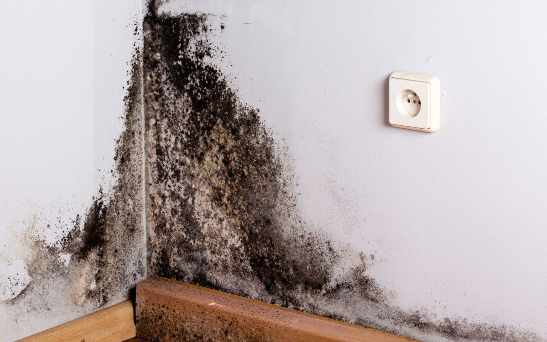 Black Mold: An Introduction To Prevention And Identification