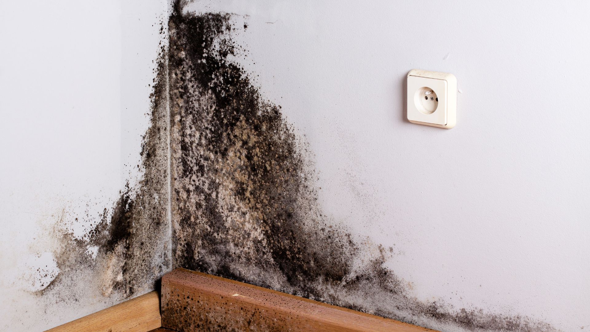 Black Mold: An Introduction To Prevention And Identification