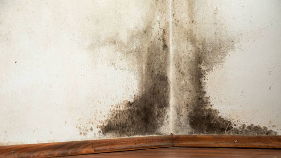 Black Mold On A Wall Surface