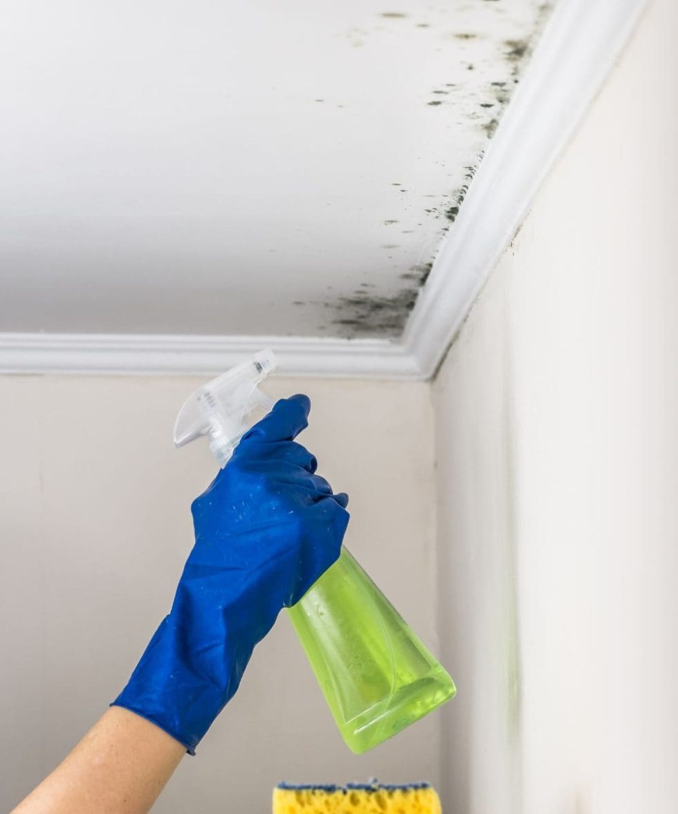 Mold Removal Specialist Johns Creek Ga Mold Remediation Company