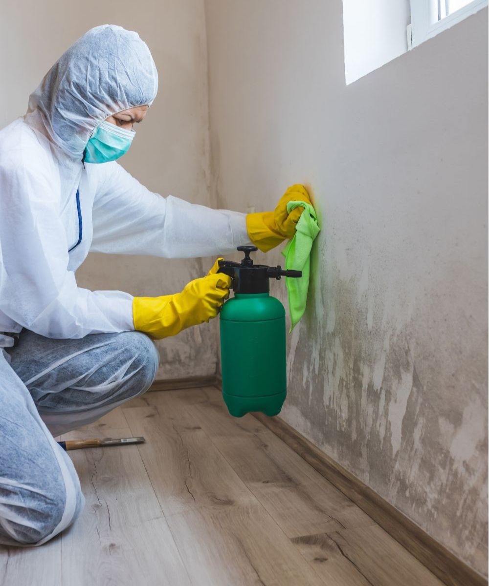 Mold Removal Specialist Ellijay, GA