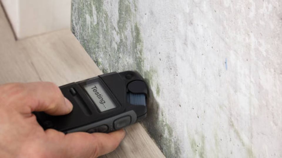 Mold Testing: How to Test for Mold in Your Home