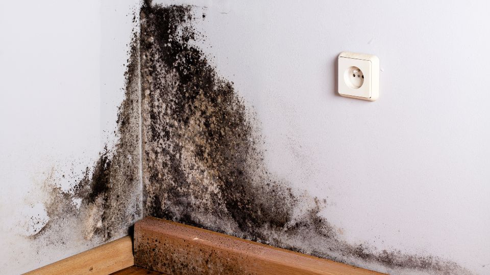 A Corner Of A Wall With Black Mold Growth