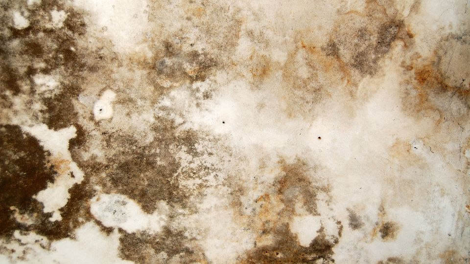 A Wall Covered in Black Mold