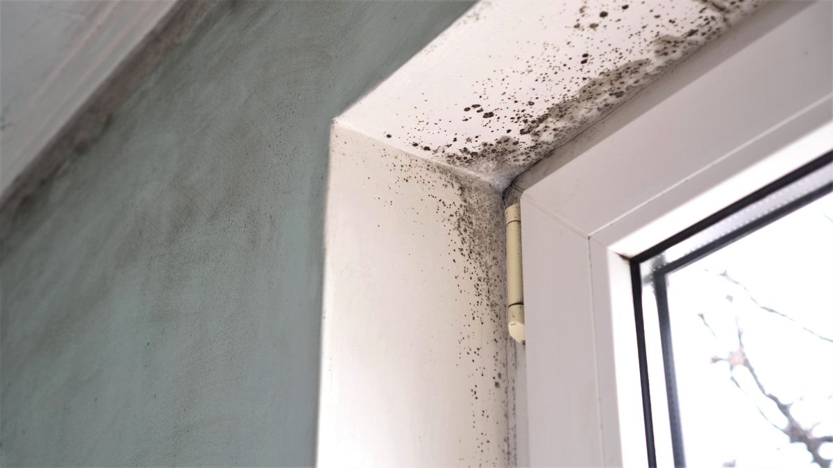 Does Mold Grow On Metal?