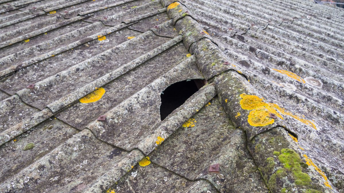 Asbestos And Mold: Key Differences You Should Know