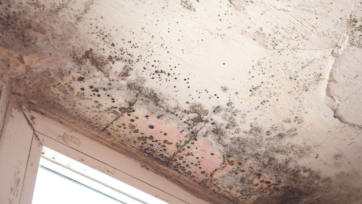 Can Mold In The Attic Make You Sick?