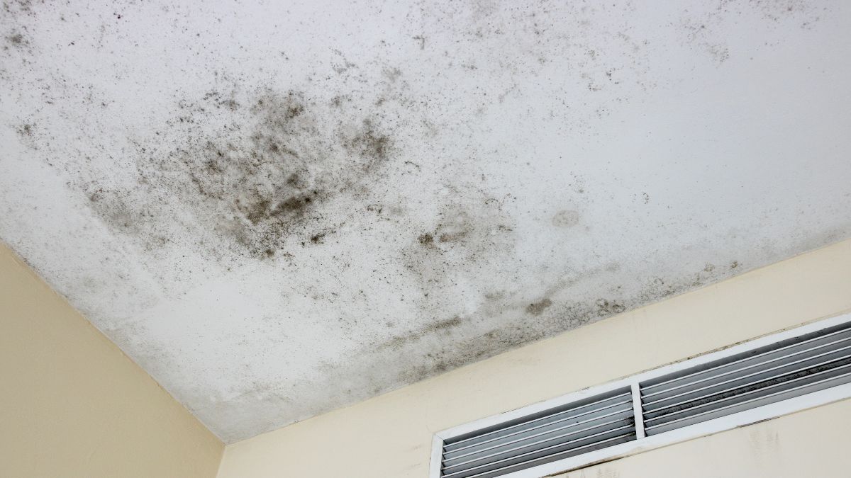Mold Growth On The Ceiling