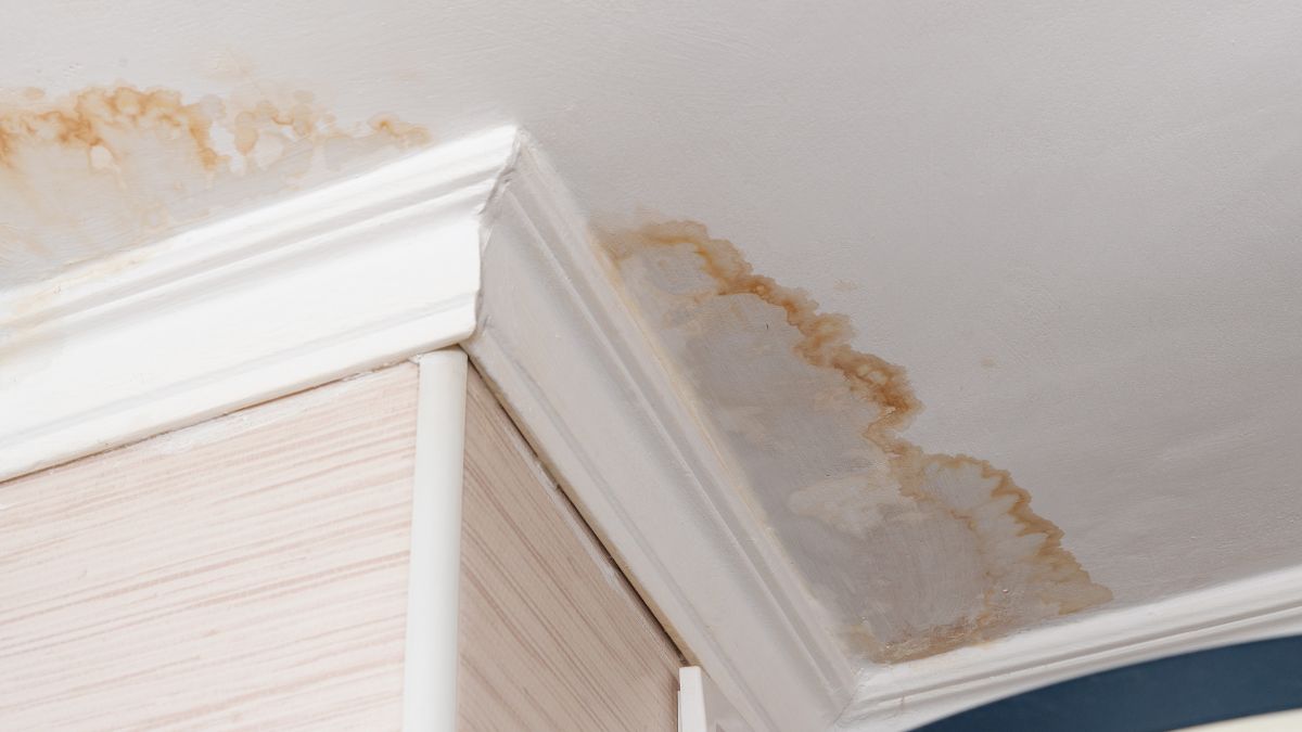 Water Damage vs. Mold: Know The Difference