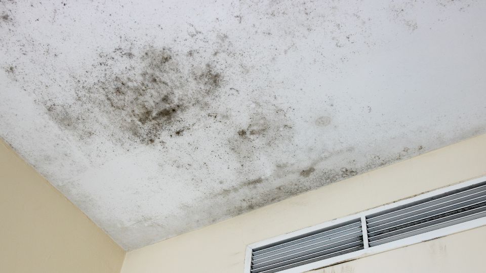Does a Leaky Roof Cause Mold?