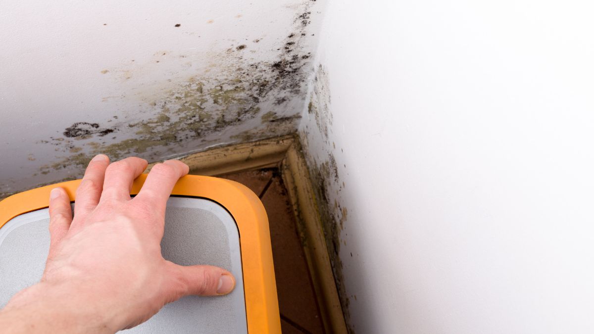 A Hand Holding a Yellow Box With Black Mold Growing on The Corner of a Room